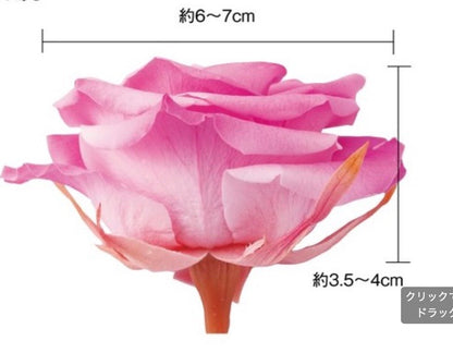 日本Earth Matters保鮮玫瑰 Rose Fullbloom L Beaute (少女粉紅)