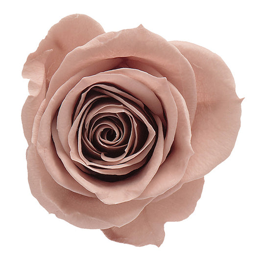 日本Earth Matters保鮮玫瑰 Rose Izumi  (花徑 3.5cm-4.5cm)(咖啡)