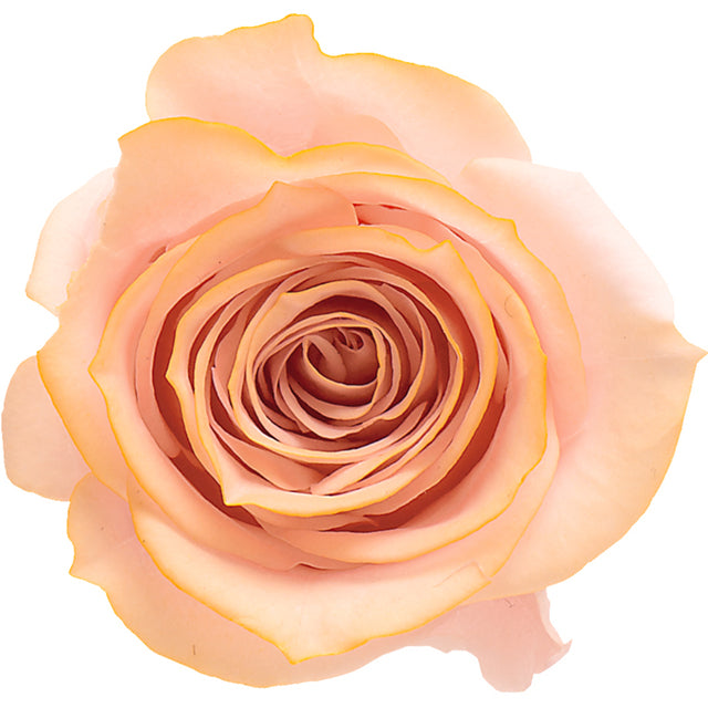 日本Earth Matters保鮮玫瑰 Rose Izumi(3.5cm-4.5cm)(粉紅色漸變黃色)