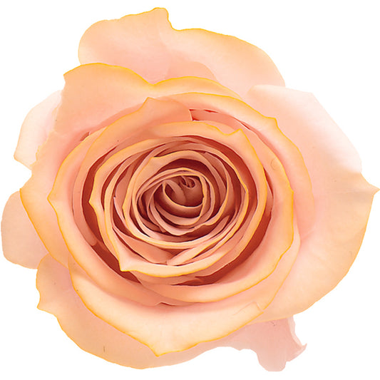 日本Earth Matters保鮮玫瑰 Rose Izumi(3.5cm-4.5cm)(粉紅色漸變黃色)