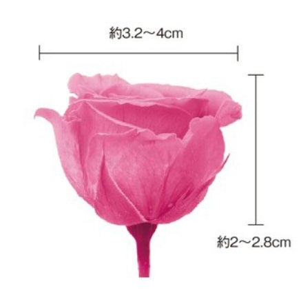 日本Earth Matters保鮮玫瑰 Rose Sara (花徑 3.2cm-4cm)(純白)