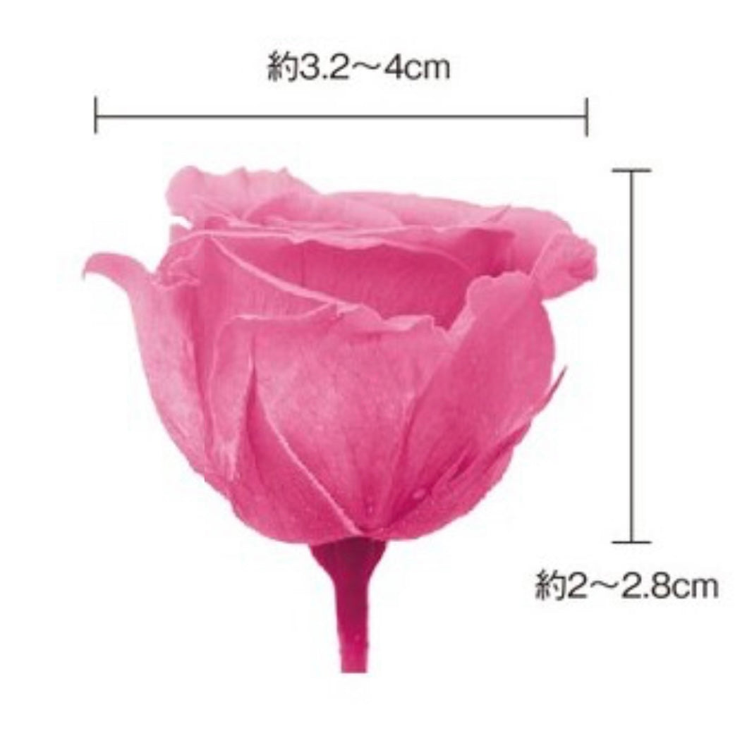 日本Earth Matters保鮮玫瑰 Rose Sara (花徑 3.2cm-4cm)(暗紫紅粉)