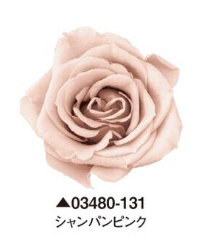 日本Earth Matters保鮮玫瑰 Rose Izumi  (花徑 3.5cm-4.5cm)(香檳粉色)