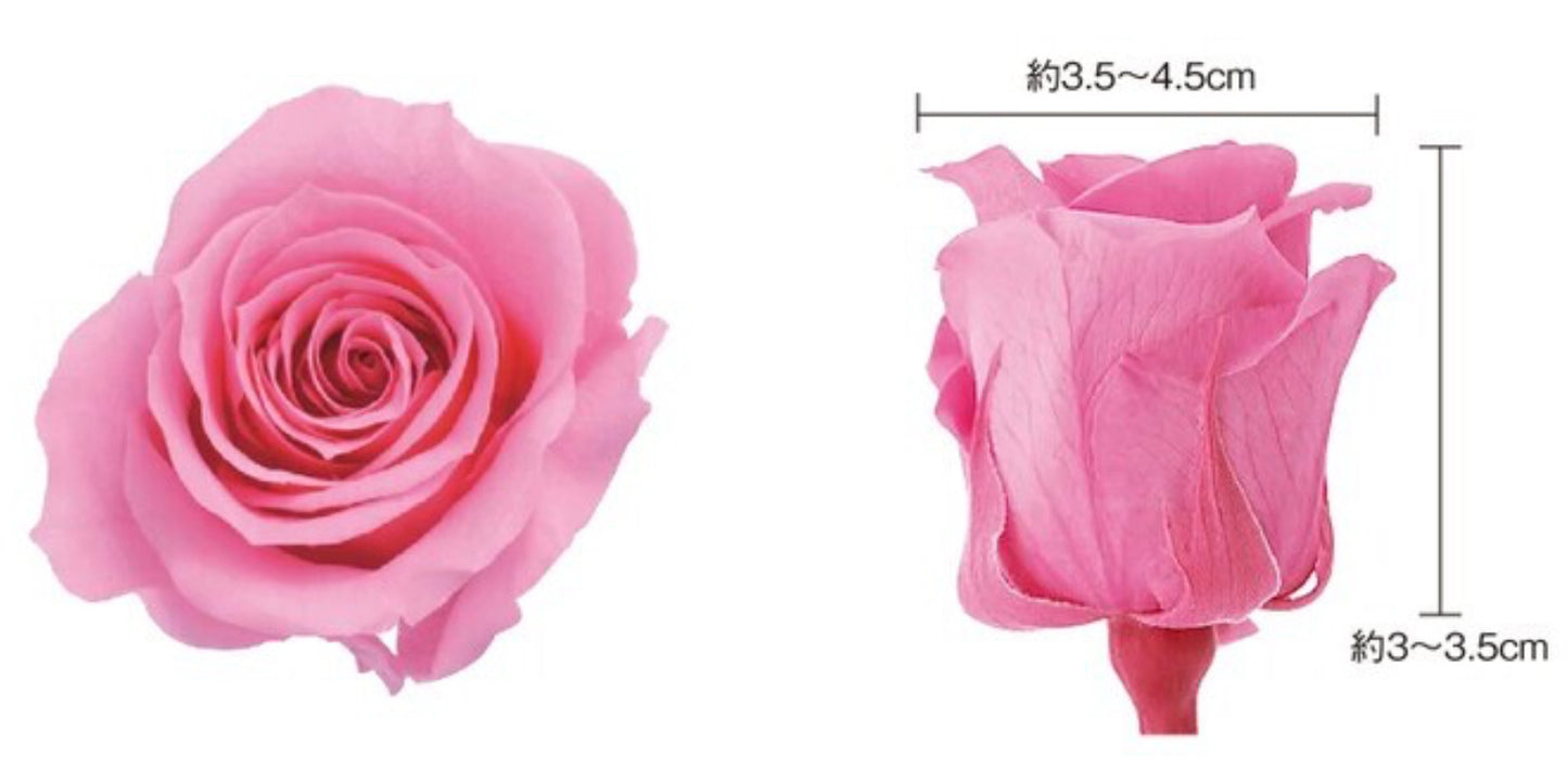 日本Earth Matters保鮮玫瑰 Rose Izumi(3.5cm-4.5cm)(紫色紅色混合)