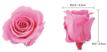 日本Earth Matters保鮮玫瑰 Rose Izumi(3.5cm-4.5cm)(紫色紅色混合)