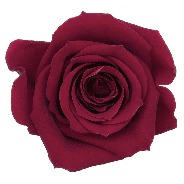 日本Earth Matters保鮮玫瑰 Rose Mimi (花徑 3cm-3.5cm)(酒紅)