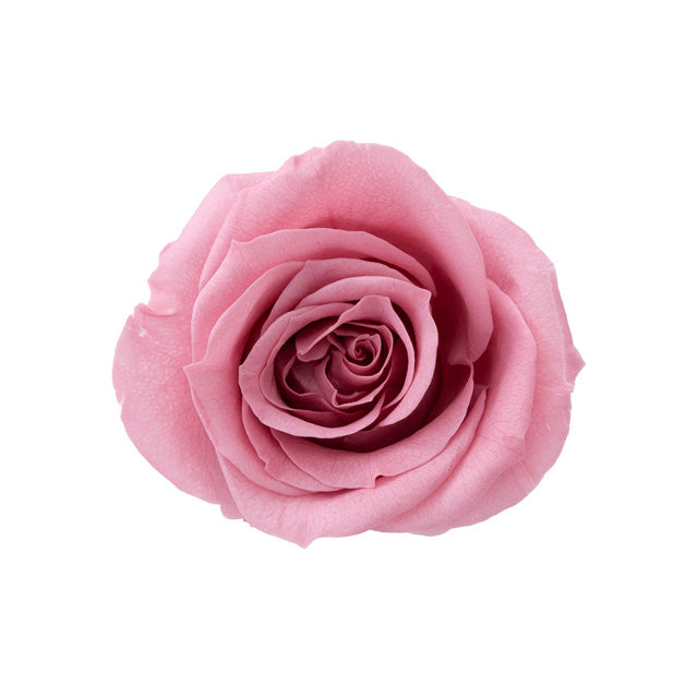 日本Earth Matters保鮮玫瑰 Rose Mimi (花徑 3cm-3.5cm)(灰粉色)