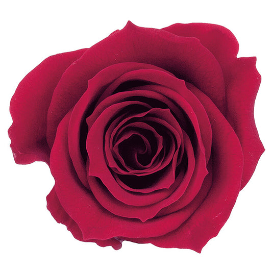 日本Earth Matters保鮮玫瑰 Rose Mimi (花徑 3cm-3.5cm)(皇后紅)