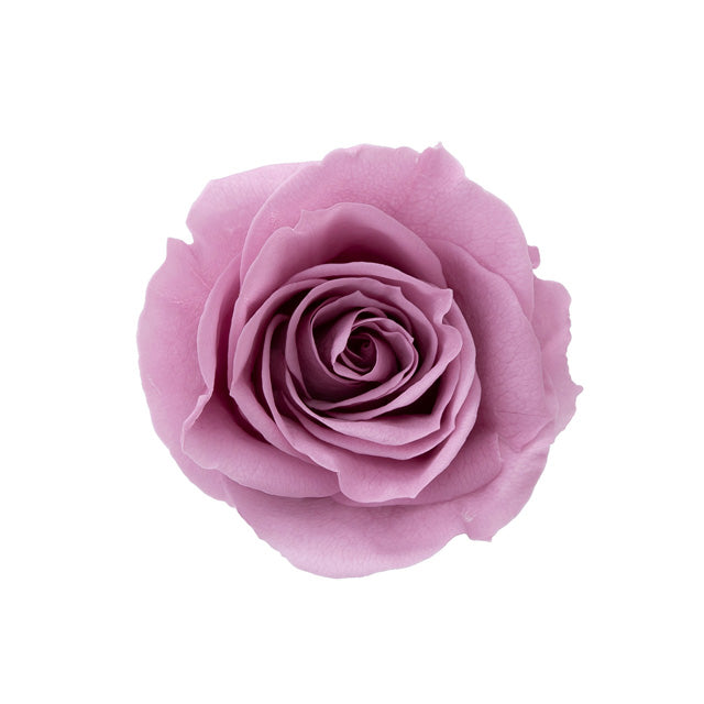 日本Earth Matters保鮮玫瑰 Rose Mimi (花徑 3cm-3.5cm)(灰紫色)