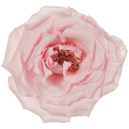 日本Earth Matters保鮮玫瑰 Rose Majolica  (花徑 4cm-6cm)(粉紅)