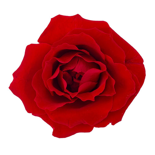 日本Earth Matters保鮮玫瑰 Rose Majolica  (花徑 4cm-6cm)(皇后紅)