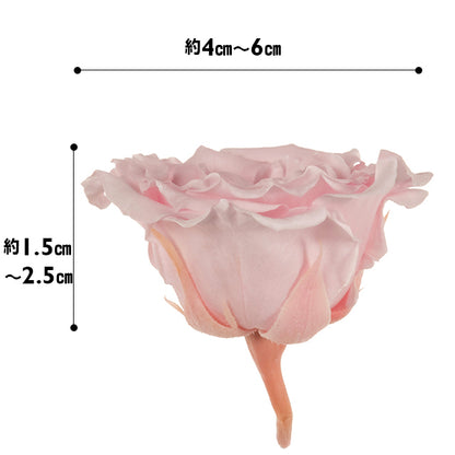 日本Earth Matters保鮮玫瑰 Rose Majolica  (花徑 4cm-6cm)(粉紅)