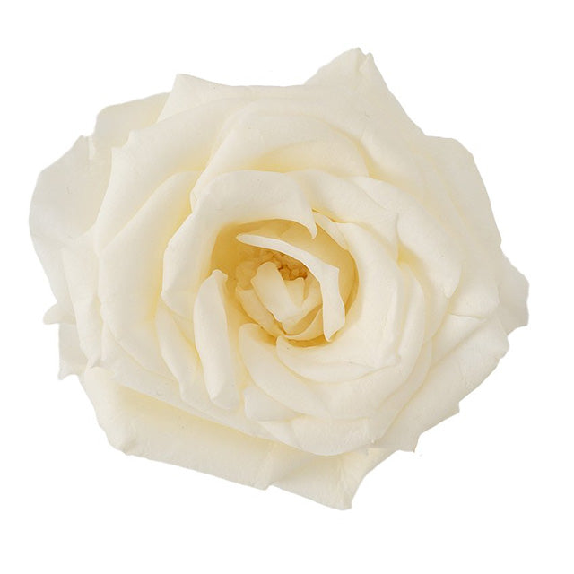 日本Earth Matters保鮮玫瑰 Rose French Marianne (花徑 4cm-5cm)(米白)