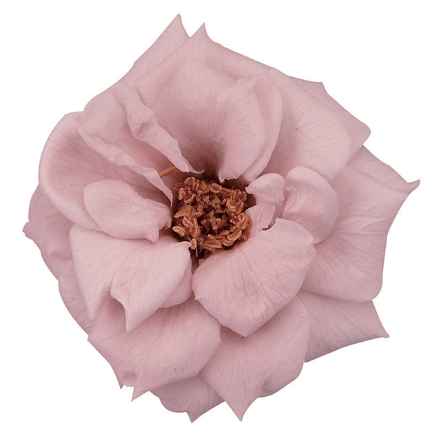 日本Earth Matters保鮮玫瑰 Rose French Marianne (花徑 4cm-5cm)(暗淡粉)