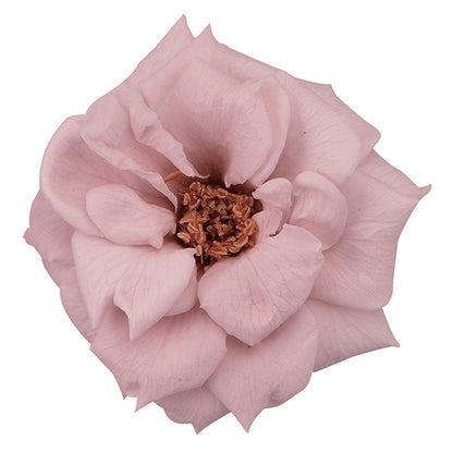 日本Earth Matters保鮮玫瑰 Rose French Marianne (花徑 4cm-5cm)(暗淡粉)