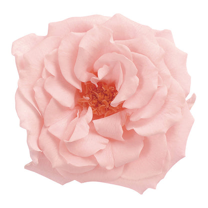 日本Earth Matters保鮮玫瑰 Rose French Marianne (花徑 4cm-5cm)(溫暖粉紅)