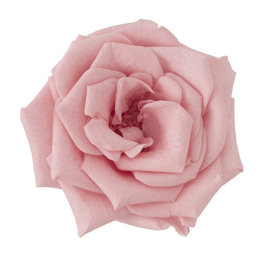 日本Earth Matters保鮮玫瑰 Rose French Marianne (花徑 4cm-5cm)(香草粉紅色)