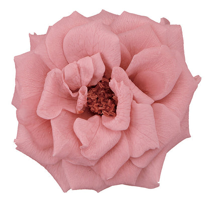 日本Earth Matters保鮮玫瑰 Rose French Marianne (花徑 4cm-5cm)(紫紅色)