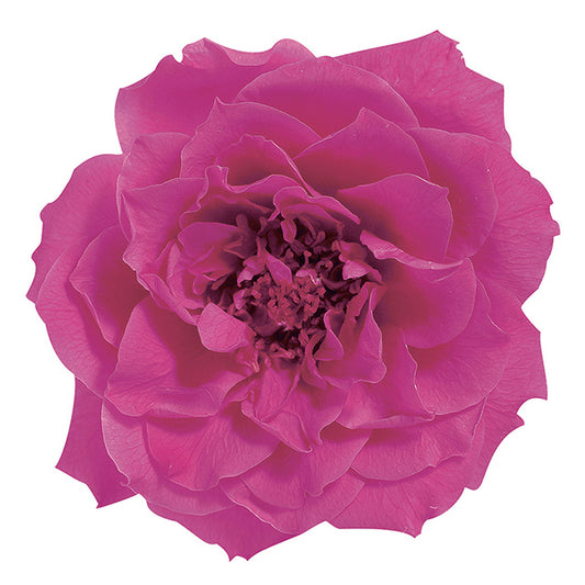 日本Earth Matters保鮮玫瑰 Rose French Marianne (花徑 4cm-5cm)(草莓)