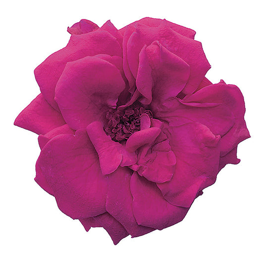 日本Earth Matters保鮮玫瑰 Rose French Marianne (花徑 4cm-5cm)(胭脂)