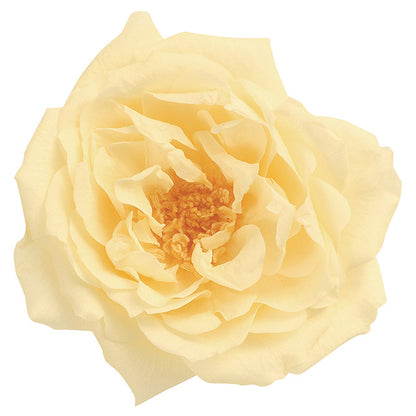 日本Earth Matters保鮮玫瑰 Rose French Marianne (花徑 4cm-5cm)(晨黃)