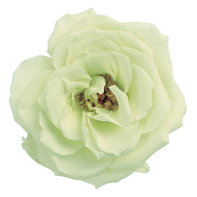 日本Earth Matters保鮮玫瑰 Rose French Marianne (花徑 4cm-5cm)(鮮綠色)