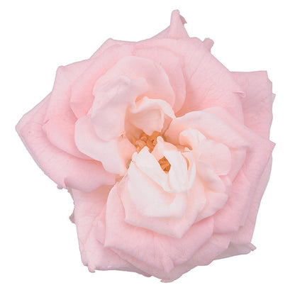 日本Earth Matters保鮮玫瑰 Rose French Marianne (花徑 4cm-5cm)(白色粉紅)