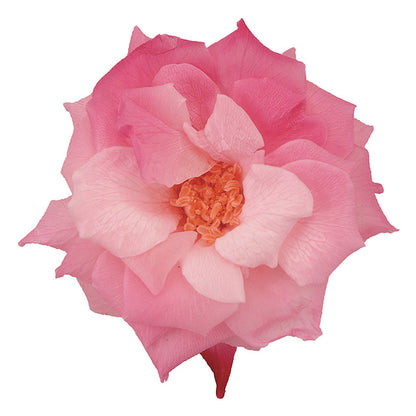 日本Earth Matters保鮮玫瑰 Rose French Marianne (花徑 4cm-5cm)(粉紅玫瑰)