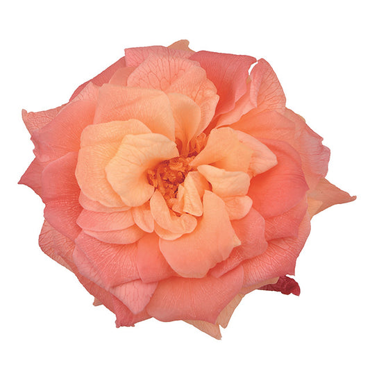 日本Earth Matters保鮮玫瑰 Rose French Marianne (花徑 4cm-5cm)(黃粉紅色)