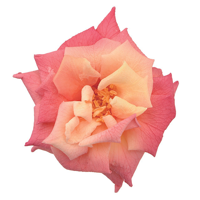 日本Earth Matters保鮮玫瑰 Rose French Marianne (花徑 4cm-5cm)(黃紅色)