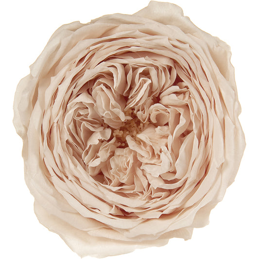 日本Earth Matters保鮮田園玫瑰 Rose Temari(花徑 4cm-5cm)(暗淡粉)