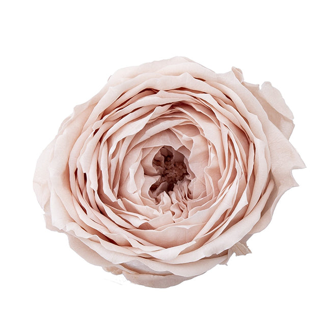 日本Earth Matters保鮮田園玫瑰 Rose Temari(花徑 4cm-5cm)(香檳粉紅)