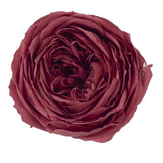 日本Earth Matters保鮮田園玫瑰 Rose Temari(花徑 4cm-5cm)(深紫紅色)