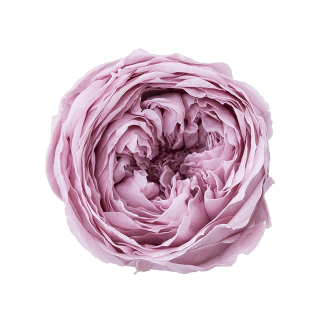 日本Earth Matters保鮮田園玫瑰 Rose Temari(花徑 4cm-5cm)(迷霧玫瑰)