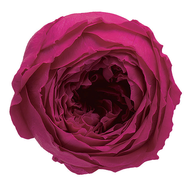 日本Earth Matters保鮮田園玫瑰 Rose Temari(花徑 4cm-5cm)(胭脂)