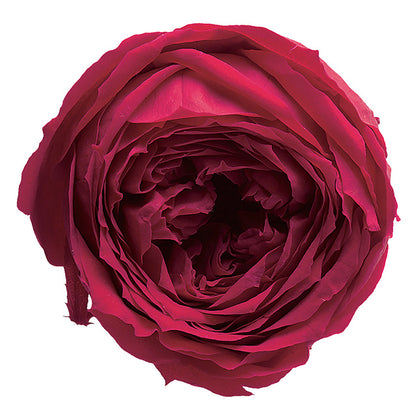 日本Earth Matters保鮮田園玫瑰 Rose Temari(花徑 4cm-5cm)(皇后紅)