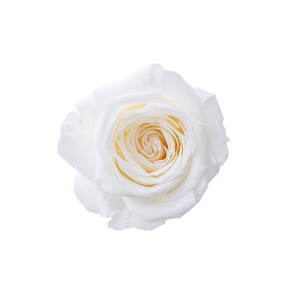 日本Earth Matters保鮮玫瑰 Rose Sara (花徑 3.2cm-4cm)(純白)