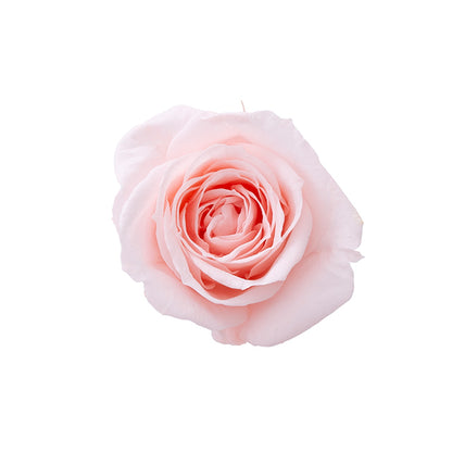 日本Earth Matters保鮮玫瑰 Rose Sara (花徑 3.2cm-4cm)(溫暖粉紅)