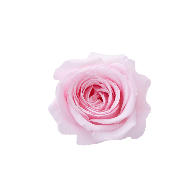 日本Earth Matters保鮮玫瑰 Rose Sara (花徑 3.2cm-4cm)(粉紅)