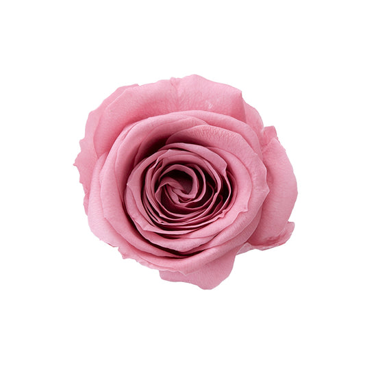 日本Earth Matters保鮮玫瑰 Rose Sara (花徑 3.2cm-4cm)(赤褐粉紅色)