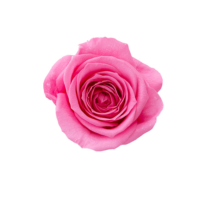 日本Earth Matters保鮮玫瑰 Rose Sara (花徑 3.2cm-4cm)(公主粉)