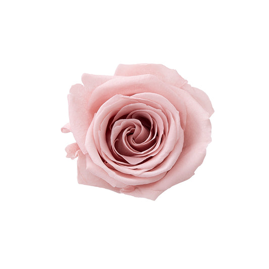 日本Earth Matters保鮮玫瑰 Rose Sara (花徑 3.2cm-4cm)(暗紫紅粉)