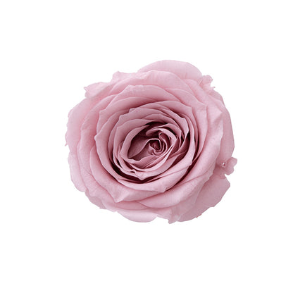 日本Earth Matters保鮮玫瑰 Rose Sara (花徑 3.2cm-4cm)(迷霧玫瑰)