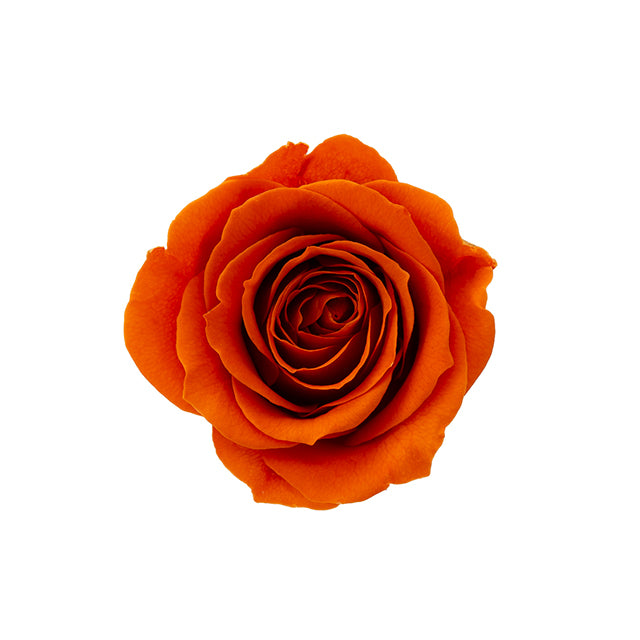 日本Earth Matters保鮮玫瑰 Rose Sara (花徑 3.2cm-4cm)(暗橙)