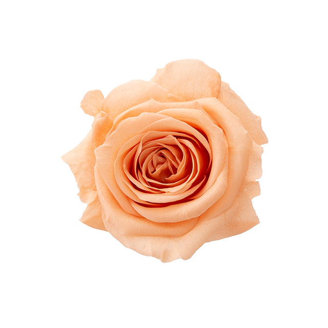 日本Earth Matters保鮮玫瑰 Rose Sara (花徑 3.2cm-4cm)(粉啡橙)