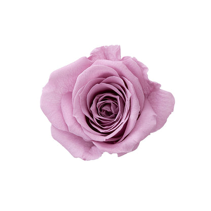 日本Earth Matters保鮮玫瑰 Rose Sara (花徑 3.2cm-4cm)(灰紫色)