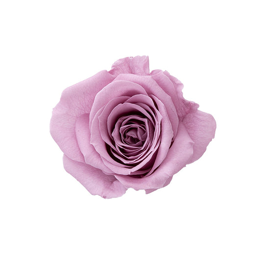 日本Earth Matters保鮮玫瑰 Rose Sara (花徑 3.2cm-4cm)(灰紫色)