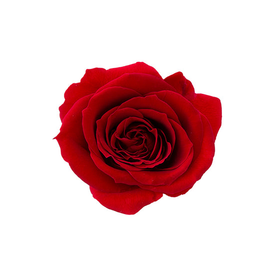 日本Earth Matters保鮮玫瑰 Rose Sara (花徑 3.2cm-4cm)(酒紅)