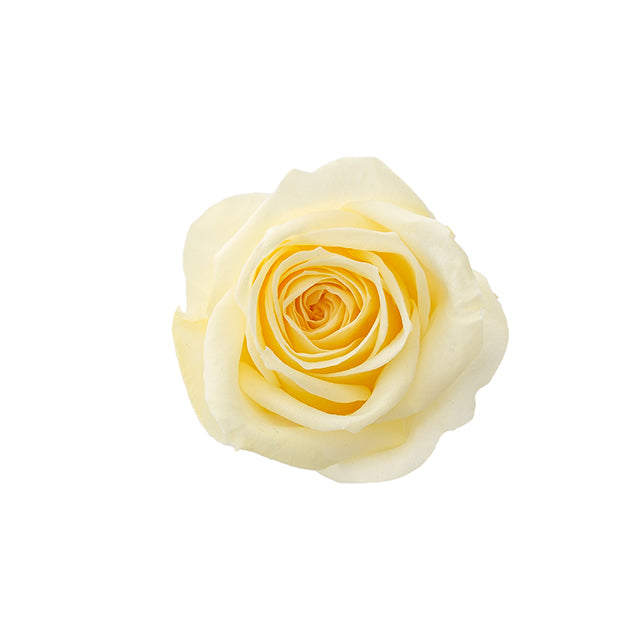 日本Earth Matters保鮮玫瑰 Rose Sara (花徑 3.2cm-4cm)(嫩黃)