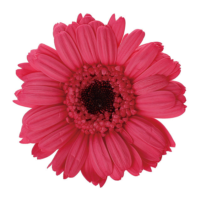 日本Earth Matters保鮮非洲菊Gerbera(花徑 5.5-8cm)(草莓)